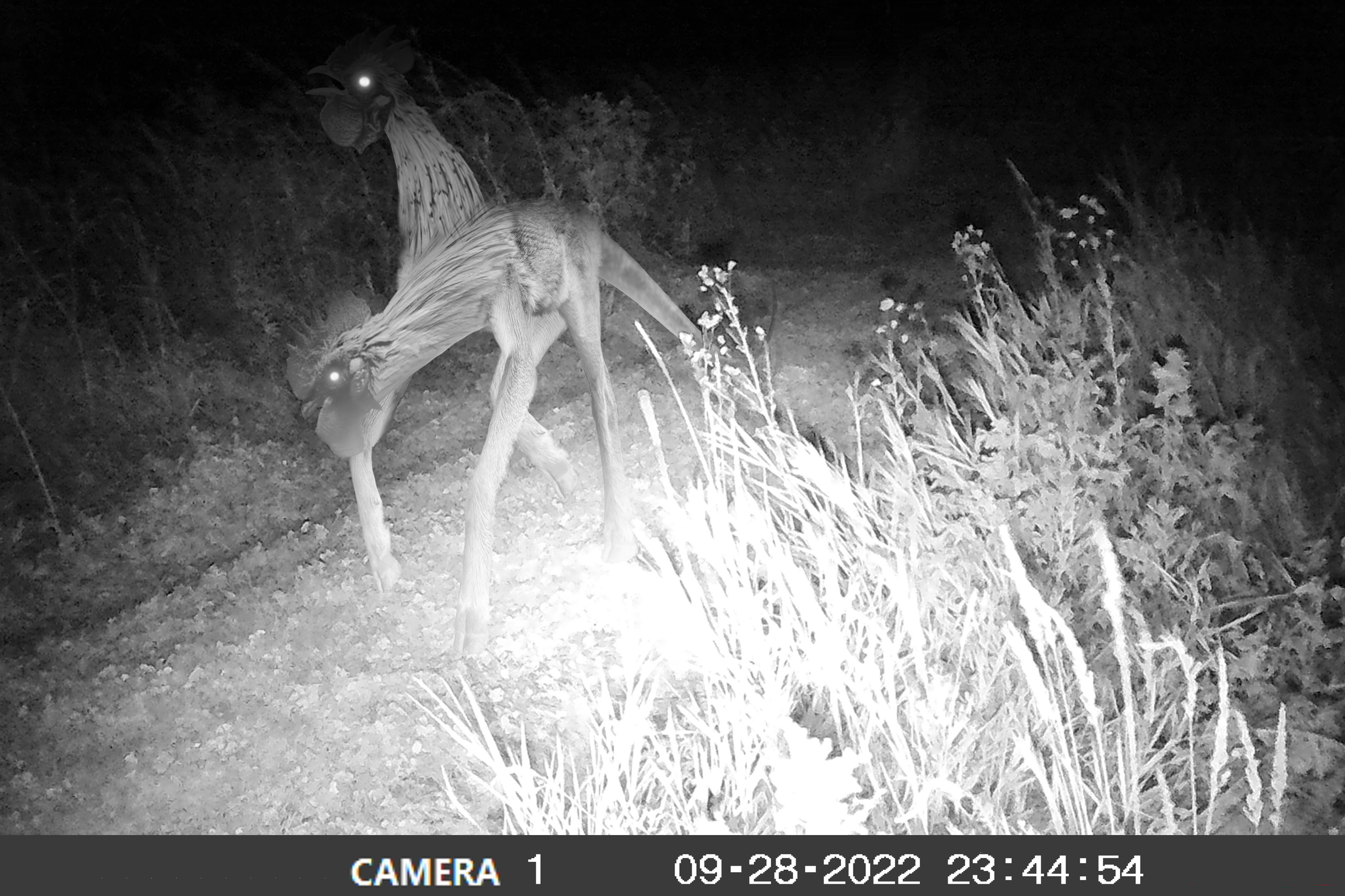 cryptid trail cam