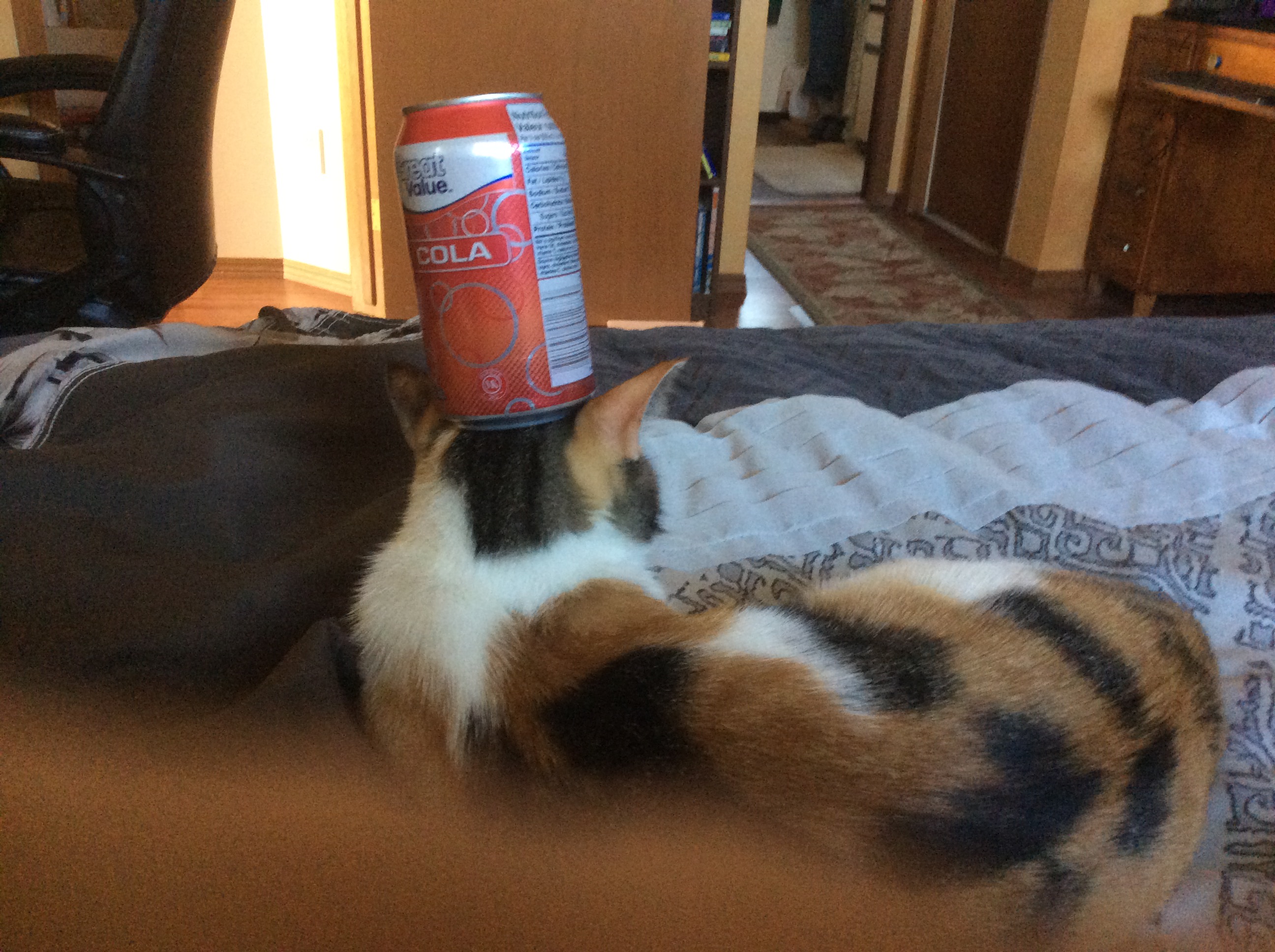 cat with coke can on head